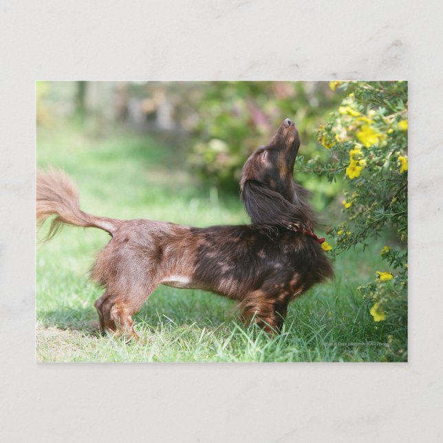 Long-haired Miniature Dachshund 1 Postcard (Front)
