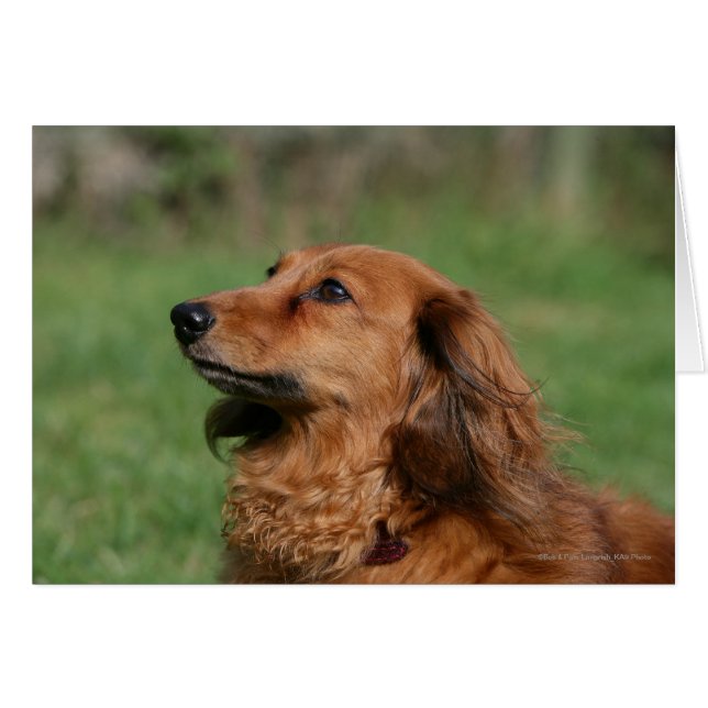 Long-haired Miniature Dachshund 2 (Front Horizontal)