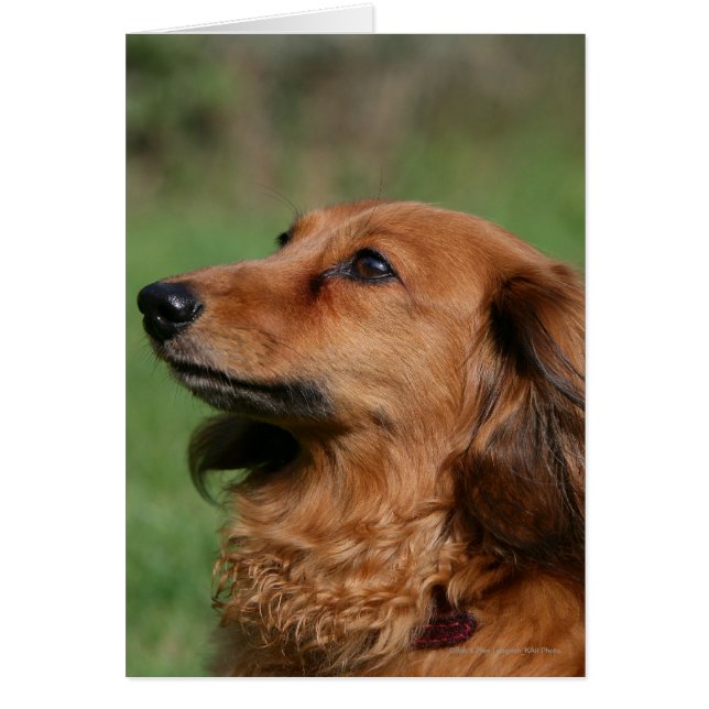 Long-haired Miniature Dachshund 2 (Front)