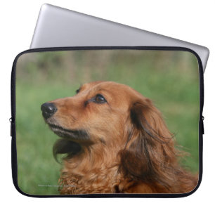 Long-haired Miniature Dachshund 2 Laptop Sleeve