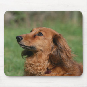 Long-haired Miniature Dachshund 2 Mouse Pad