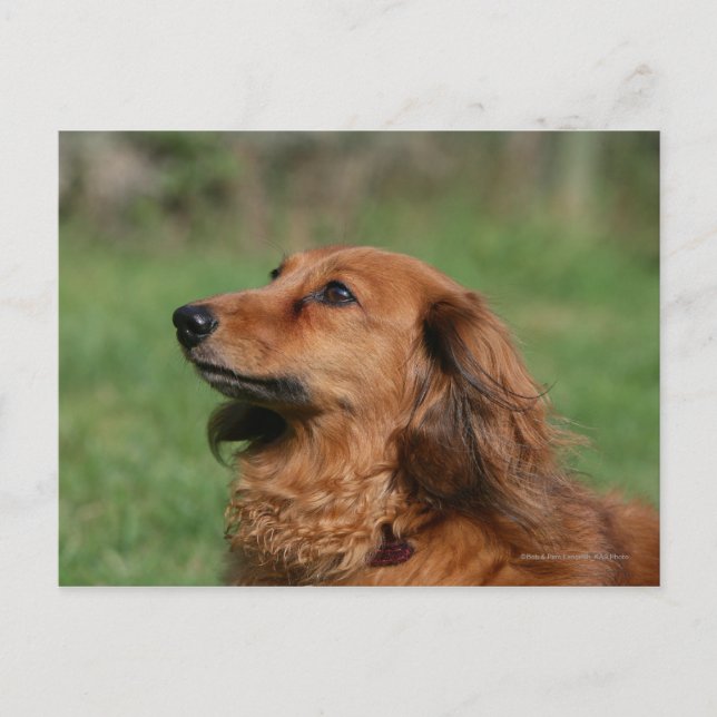 Long-haired Miniature Dachshund 2 Postcard (Front)