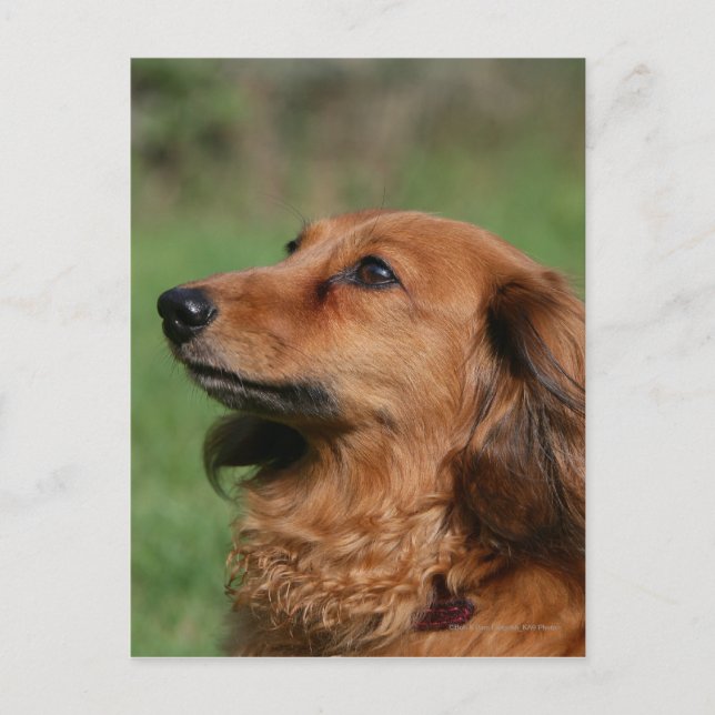 Long-haired Miniature Dachshund 2 Postcard (Front)