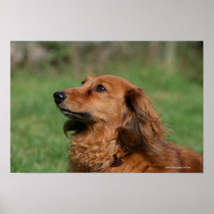 Long-haired Miniature Dachshund 2 Poster