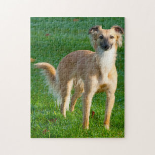 Long haired Whippet Dogs Jigsaws. Jigsaw Puzzle