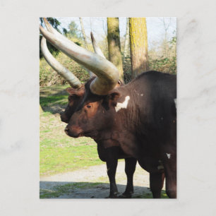 Long Horn Cow 7 Postcard