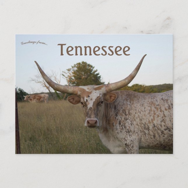Long Horn Cow in Tennessee Postcard (Front)
