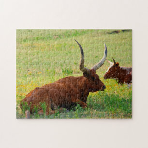 Long Horn Cows  in Oklahoma. Jigsaw Puzzle