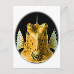 Long-horned Cowfish Postcard