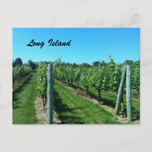 Long Island Vineyard Postcard (Front)