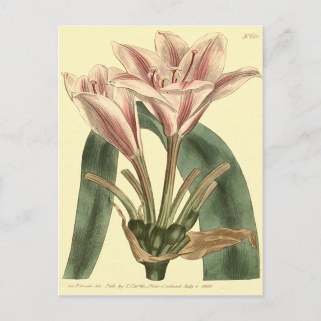 Long Leaved Amaryllis Illustration Postcard (Front)