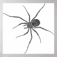 Long Leg Spider