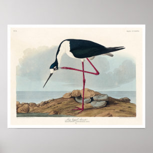 Long-legged Avocet by Audubon Poster