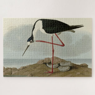 Long-legged Avocet from Audubon's Birds of America Jigsaw Puzzle