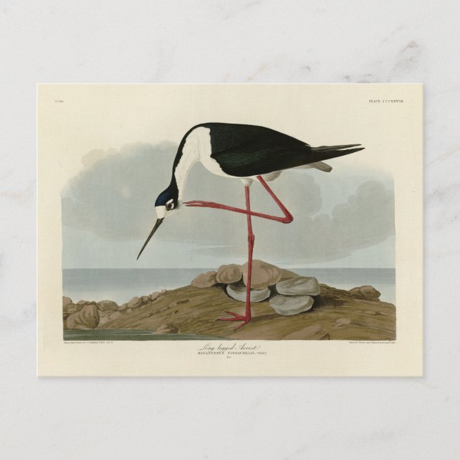 Long-legged Avocet from Audubon's Birds of America Postcard (Front)