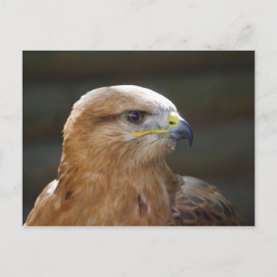 Long-legged Buzzard Postcard