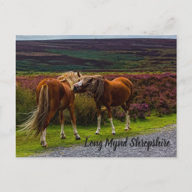 Long Mynd Wild Ponies Postcard (Front)