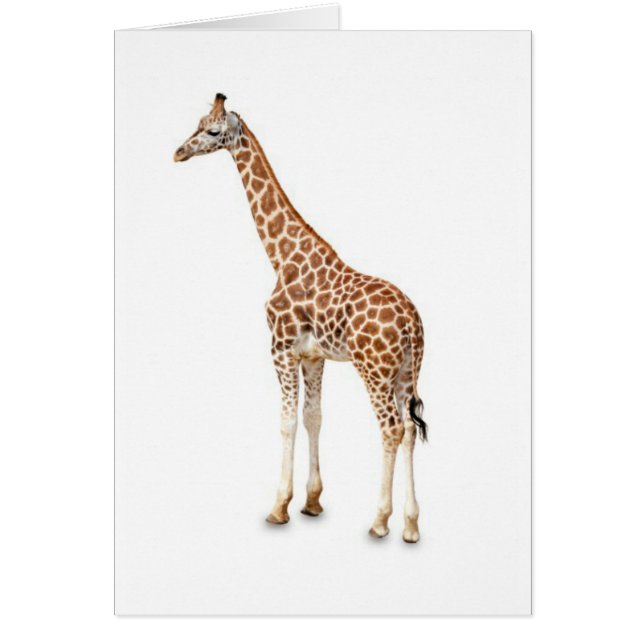 Long Neck Giraffe (Front)