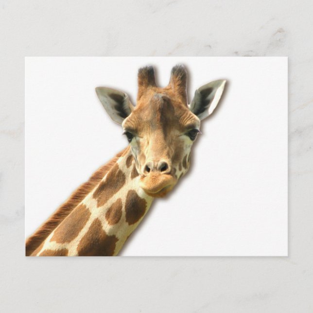 Long Necked Giraffe Postcard (Front)