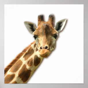 Long Necked Giraffe  Poster