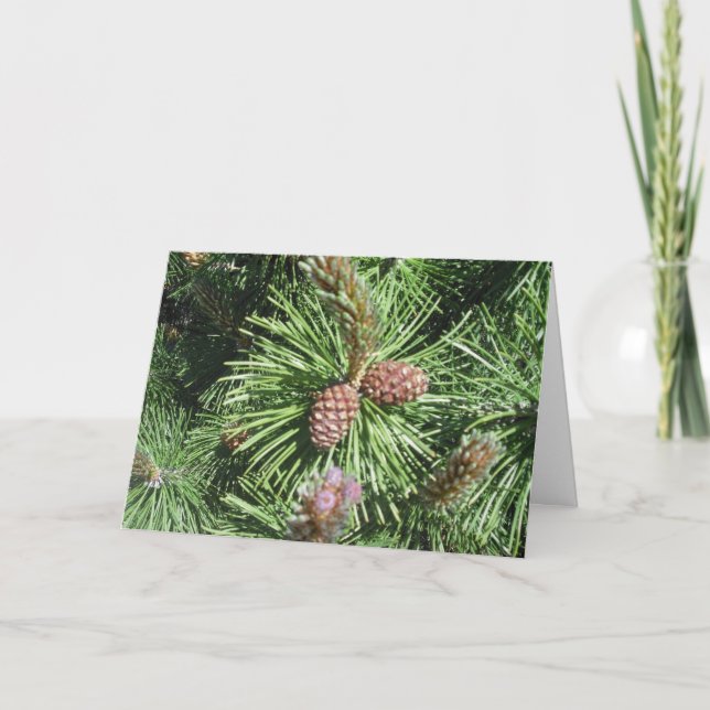 Long-Needled Pine Christmas Card (Front)