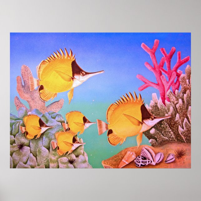 Long-nose Butterfly Fish Poster (Front)