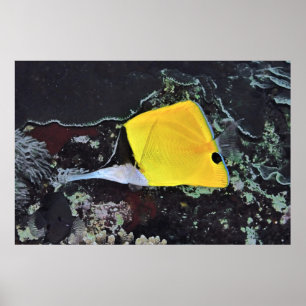 Long Nose Butterflyfish Poster