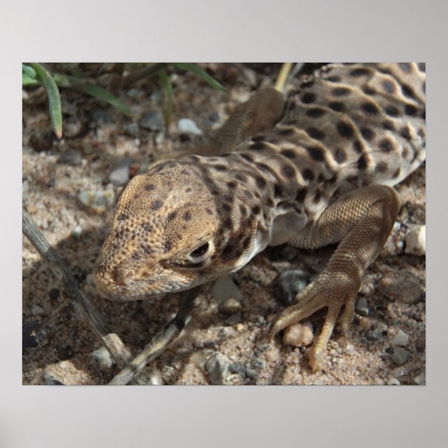 Long-Nosed Leopard Lizard Poster (Front)
