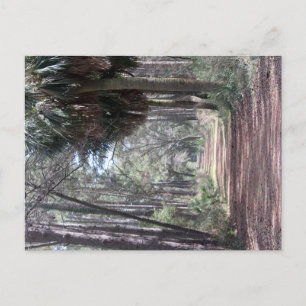 Long Path through the Swamps Postcard