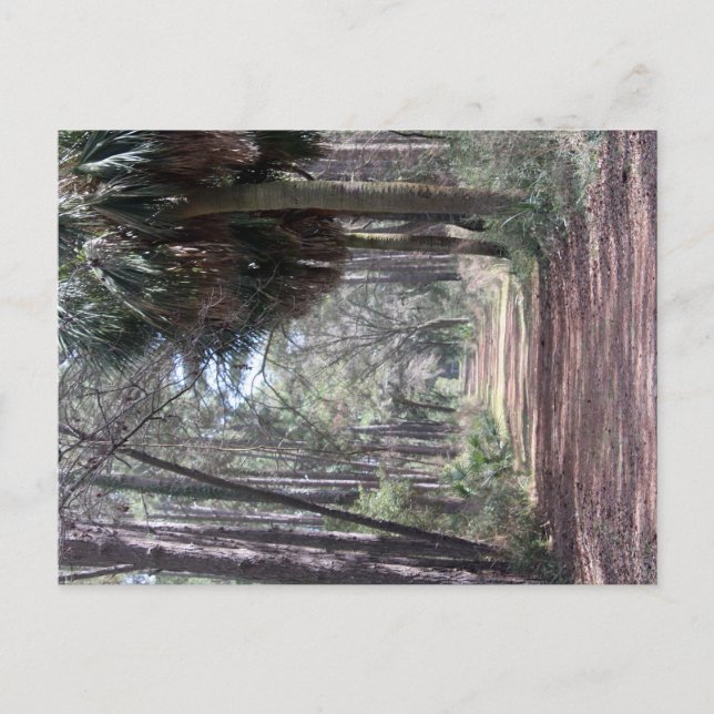 Long Path through the Swamps Postcard (Front)