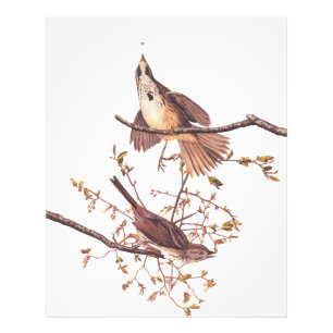 Long Sparrow Audubon Birds with Tiny Spider Photo Print