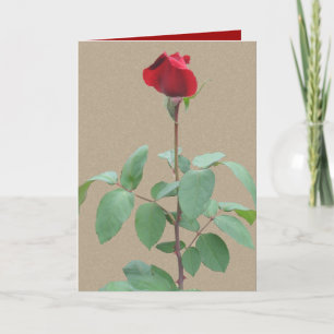 Long stem red rose holiday card