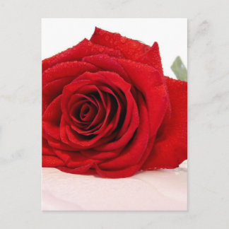 Long Stem Red Rose Postcard