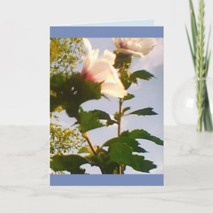 Long Stem White Roses Card