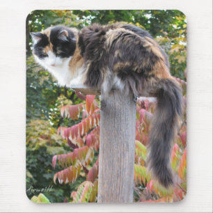 Long Tail Calico Hiding from rocking chairs Mouse Pad