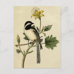 Long Tailed Chickadee Postcard