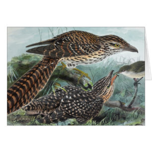 Long-Tailed Cuckoos Vintage Illustration