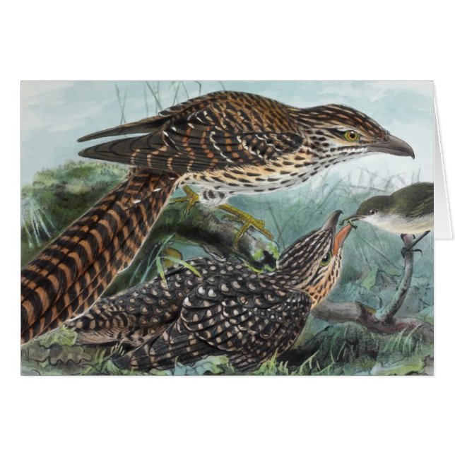 Long-Tailed Cuckoos Vintage Illustration (Front Horizontal)