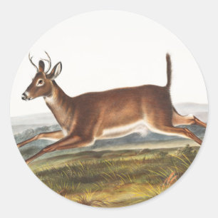 Long-tailed Deer (Cervus leucurus) Illustration Classic Round Sticker