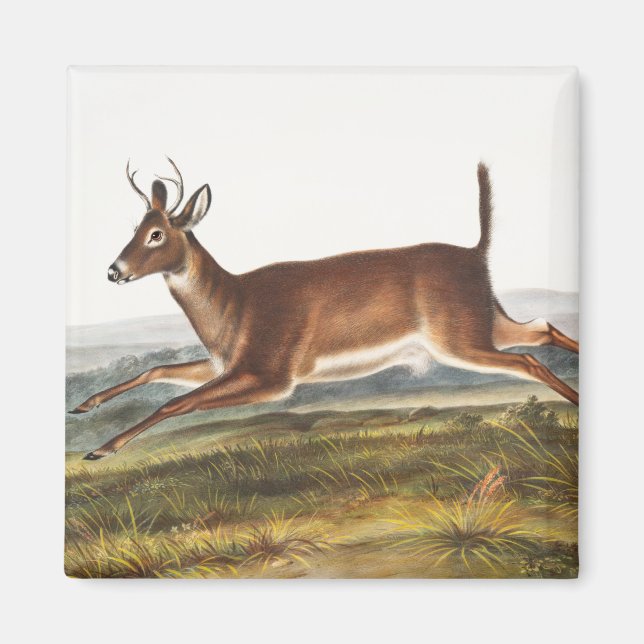 Long-tailed Deer (Cervus leucurus) Illustration Magnet (Front)