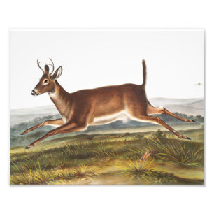 Long-tailed Deer (Cervus leucurus) Illustration Photo Print