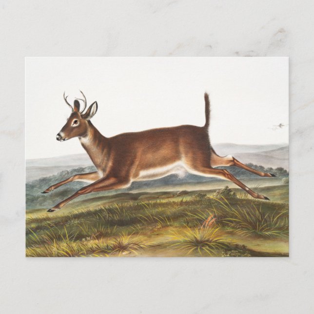Long-tailed Deer (Cervus leucurus) Illustration Postcard (Front)