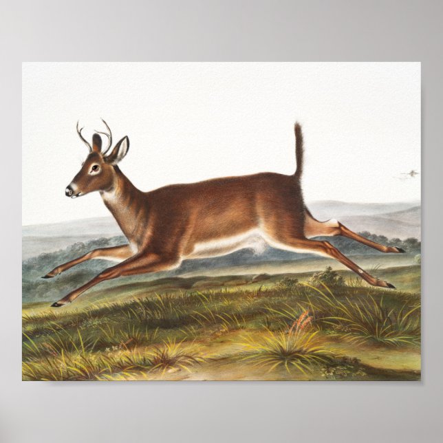 Long-tailed Deer (Cervus leucurus) Illustration Poster (Front)