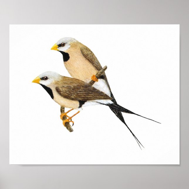 Long-tailed Finch Pair - Poephila acuticauda Poster (Front)