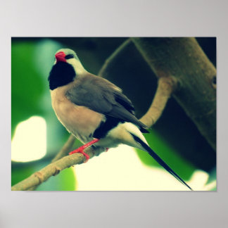 Long-tailed Finch Poster