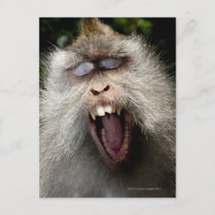 Long-tailed macaques (Macaca fascicularis) Postcard