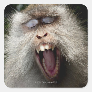 Long-tailed macaques (Macaca fascicularis) Square Sticker