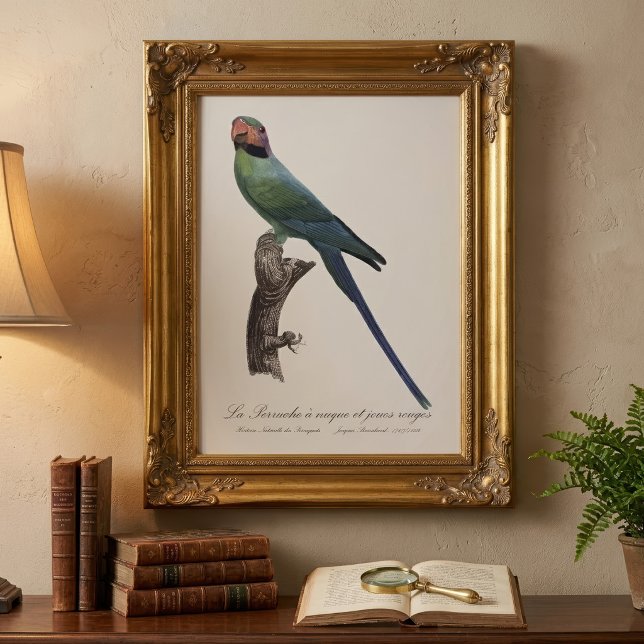 Long-Tailed Parakeet, Psittacula Longicauda Photo Print (Long-Tailed Parakeet, Psittacula Longicauda. Photo Print)
