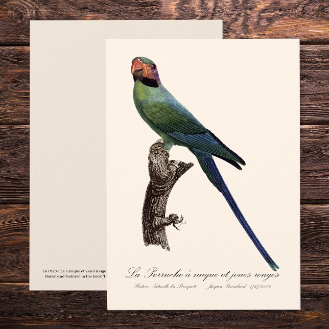 Long-Tailed Parakeet, Psittacula Longicauda Thank You Card (Long-Tailed Parakeet, Psittacula Longicauda. Thank You Card)