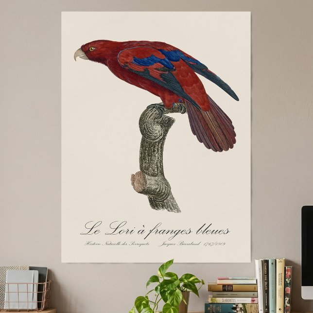 Long-Tailed Red Lory, Trichoglossus borneus Poster (Long-Tailed Red Lory, Trichoglossus borneus. Poster)